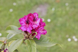 Rhododendron flowers (Rhododendron Homer), red flowers, in a garden, Wilnsdorf, North