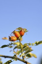 Ripe rose hip fruit (Rosa canina) on a branch, against a blue sky, Wilnsdorf, North