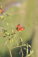 Ripe rose hip fruit of the dog rose (Rosa canina) on a branch, close-up, Wilnsdorf, North
