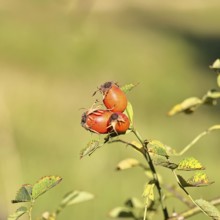 Ripe rose hip fruit of the dog rose (Rosa canina) on a branch, close-up, Wilnsdorf, North
