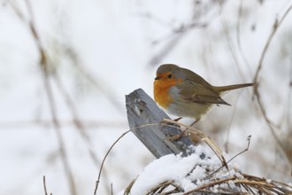 Robin (Erithacus rubecula), in winter on a fence post in the garden, Wilnsdorf, North