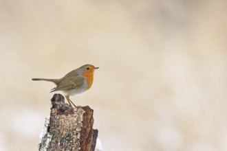 Robin (Erithacus rubecula), in winter on a rotten tree stump, with space for text, advertising,
