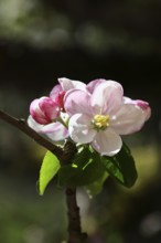 Apple blossoms (Malus), red flowers still closed and white open flower with black background, close
