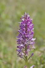 Helmet orchid (Orchis militaris), inflorescence, Rhineland-Palatinate, Germany