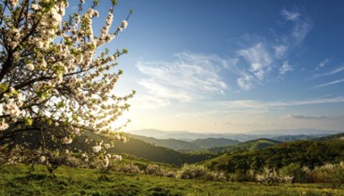 Landscape with a blooming apricot tree, idilyc spring nature, green grass and mountains in
