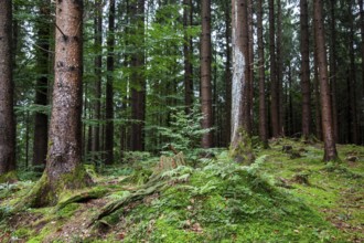 Forest soil covered with moss between trees, near Schöllang, Illertal, Oberallgäu, Allgäu, Bavaria,