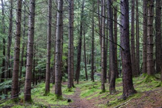 Hiking trail through moss-covered forest between trees, near Schöllang, Illertal, Oberallgäu,