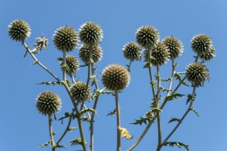 Globular thistles (Echinops), Baden-Württemberg, Germany