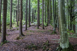 Herbstwald, near Schöllang, Illertal, Oberallgäu, Allgäu, Bavaria, Germany