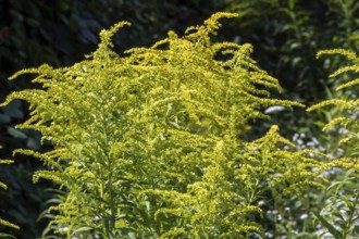 Flower of giant goldenrod (Solidago gigantea), Baden-Württemberg, Germany