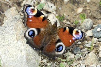 Tagpfauenauge (Aglais io), Oberallgäu, Allgäu, Bavaria, Germany