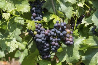 Red grapes, vineyard, Schriesheim, Baden-Württemberg, Germany