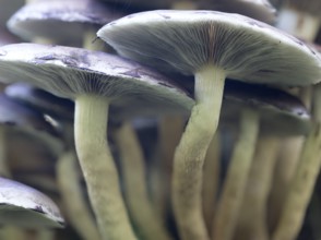 Sulphur Tuft (Hyholoma faciculare), Sennestadt, North Rhine-Westphalia, Germany