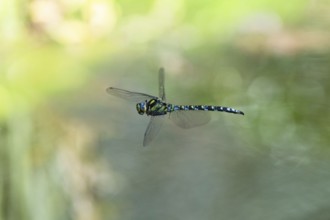 Blue-green mosaic maiden (Aeshna cyanea), dragonfly in flight, North Rhine-Westphalia, Germany