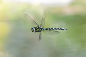 Blue-green mosaic maiden (Aeshna cyanea) dragonfly, North Rhine-Westphalia, Germany