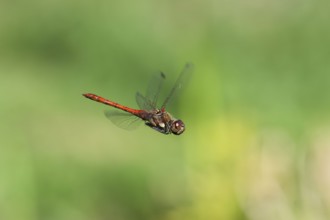 Blood-red heather (Sympetrum sanguineum), aerial view, Norrhine-Westphalia, Germany
