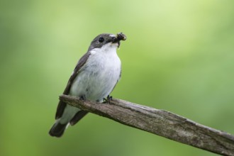 Graycatcher (Muscicapa striata), male, feeding, North Rhine-Westphalia, Germany