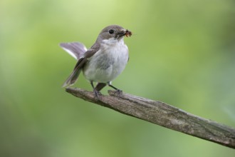 Graycatcher (Muscicapa striata), female, feeding, North Rhine-Westphalia, Germany
