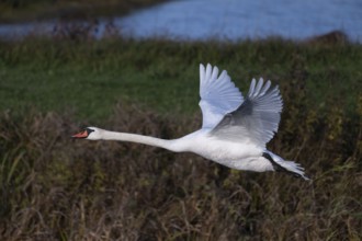 Cupped swan (Cygnus olor), swan in flight, North Rhine-Westphalia, Germany