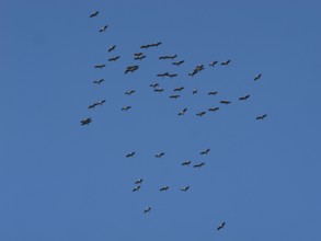 Crane (Grus grus) in flight, autumnal crane migration, migrating cranes, Bielefeld, North
