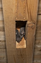 Brown long-eared (Plecotus auritus) sleeping place, Brandenburg, Germany