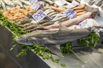 A stand selling fish at a market. Beautifully presented and shelved Fish buyers at Mercado Central