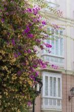 Street scene of a city, historic and Mediterranean. Nice old facades with a beautiful bougainvillea
