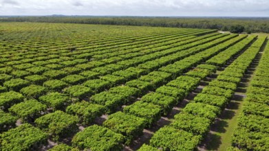 A mango farm in Australia, Queensland, photographed with a drone