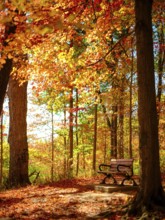 A wooden bench amidst vibrant autumn leaves in a sunlit forest clearing in London, Ontario, Canada