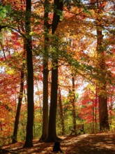 Sunlit orange leaves in a serene forest setting with a lone bench in London, Ontario, Canada