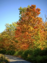 A winding road surrounded by vibrant autumn foliage under a bright blue sky in London, Ontario,