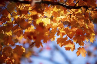 Bright orange maple leaves illuminated by sunlight against a clear blue sky in London, Ontario,
