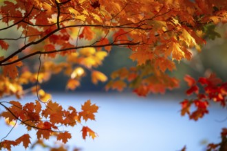 Bright autumn leaves in orange and red with a soft focus lake in the background in London, Ontario,