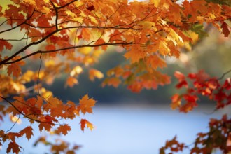 Colorful autumn leaves in vivid shades of orange and red against a serene blurred background in