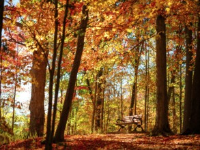 A serene woodland scene with a bench surrounded by colorful autumn foliage in London, Ontario,