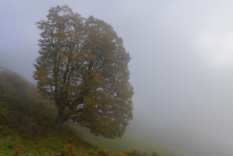 Autumn, fog, tree, leaves, deciduous tree, autumn mood, Pinzgau