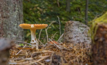 Autumn, forest, mushroom, toadstool, (Amanita muscaria), Pinzgau