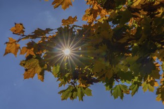 Autumn, sun star, leaves, autumn mood, Pinzgau
