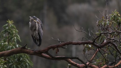 Serene scene of a heron (Ardea cinerea) sitting quietly on a branch amidst forest backdrop in