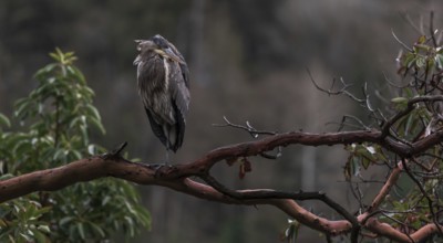 A heron (Ardea cinerea) perched on a tree branch surrounded by greenery in a peaceful natural