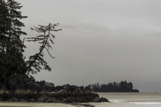 Coastal landscape with rocky shore, trees, and an island in the distance under an overcast sky in