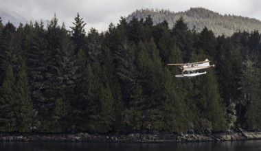 A seaplane flies near a thick forest with towering trees and a moody atmosphere in Tofino, British