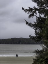 A person walks along an empty beach surrounded by trees under an overcast sky in Tofino, British
