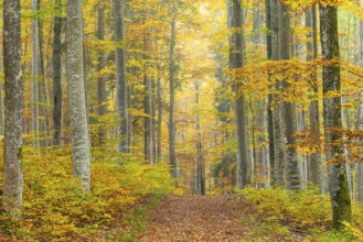 Hiking trail in beech forest (Fagus) in autumn colors, beech plants (Fagaceae), autumn,
