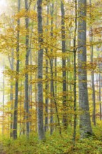 Beech forest (Fagus) in autumn colors, beech plants (Fagaceae), fog, autumn, Leibertingen, Upper