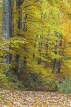 Hiking trail in beech forest (Fagus) in autumn colors, beech plants (Fagaceae), autumn,