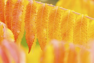 Vinegar tree (Rhus typhina) in autumn colors, autumn, Krauchenwies, Upper Danube nature park Park,