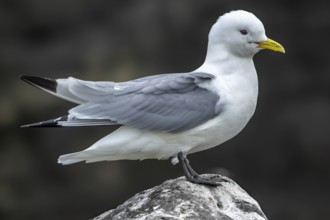 Black-legged Kittiwake (Rissa tridactyla) with slightly open wings standing on a rock, Grimsey