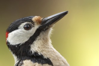 Great spotted woodpecker (Dendrocopos major) portrait photo of the head, floodplain forest, Upper