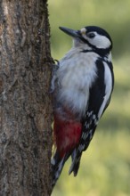 Great spotted woodpecker (Dendrocopos major) resting on tree trunk, Auenwald, Upper Rhine,